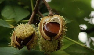 el uso de castañas para el tratamiento de la prostatitis