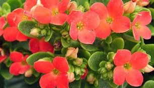 Kalanchoe para el tratamiento de la prostatitis crónica.