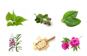 plantas para la prostatitis